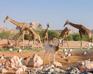 Gestión y Mantenimiento de Activos e Instalaciones para el Zoo & Aquarium: Entidad Pública de Al Ain, EAU